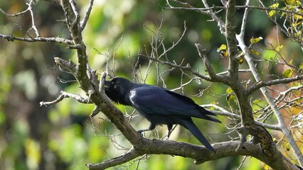 Canvas Print - crow in a field