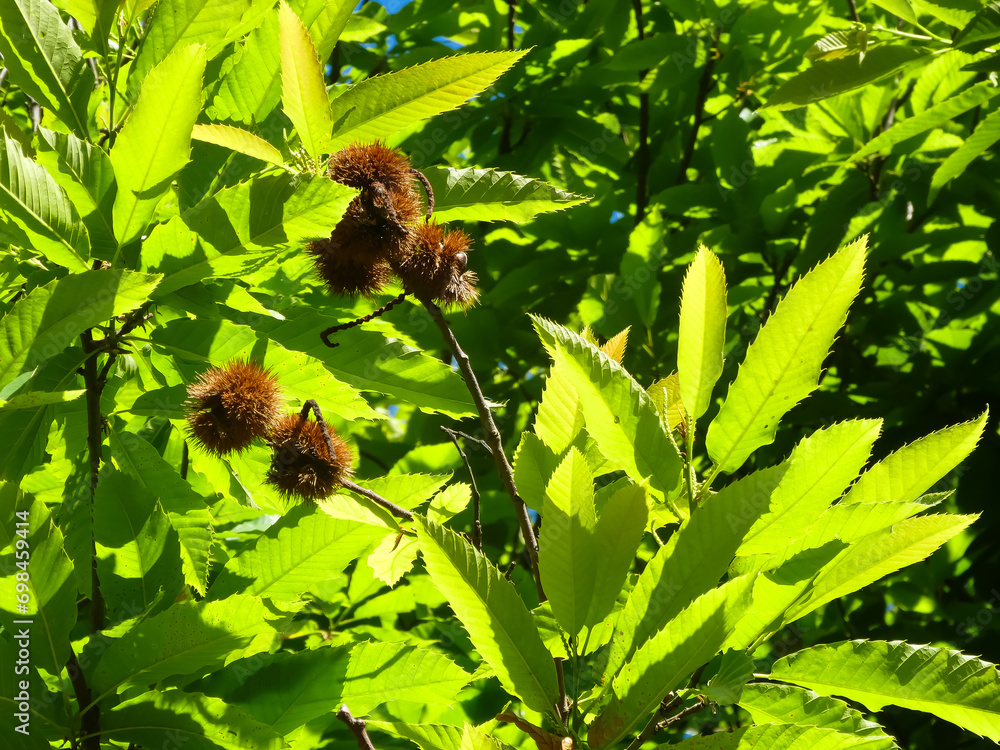 Horse chestnut tree with leaves and rich thorns that protect the ...