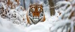 Female Siberian tiger stalking prey in snowy forest, front view.
