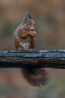 Eurasian red squirrel (Sciurus vulgaris) eating a nut on a branch. Noord Brabant in the Netherlands. Autumn background.                                                                      