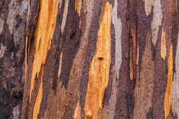 Close up of the bark of a Karri tree (Eucalyptus diversicolor)
