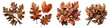 dried oak leaves Hyperrealistic Highly Detailed Isolated On Transparent Background Png File
