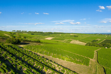 The green vineyards in Europe, in France, in Burgundy, in Nievre, in Pouilly sur Loire, towards Nevers, in summer, on a sunny day.