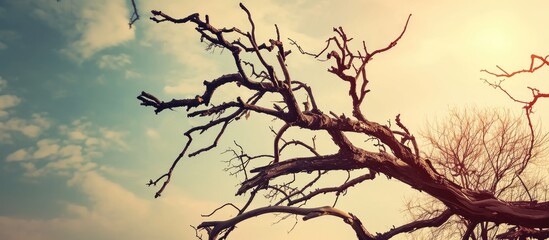 Wall Mural - Dried tree branch on abstract sky background, with vintage filter.