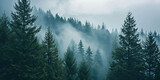Foggy coniferous forest in the early morning