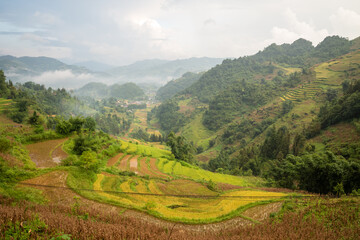 The green and yellow rice fields at the foot of the green mountains, in Asia, in Vietnam, in Tonkin, in Bac Ha, towards Lao Cai, in summer, on a cloudy day.