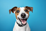 Fototapeta  - Terrier Chic: Jack Russell Terrier Poses Against a Solid Background