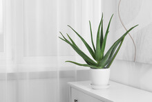 Green Aloe Vera In Pot On Chest Of Drawers Indoors, Space For Text