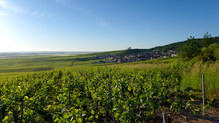 Canvas Print - Verzenay Vineyard in the Reims mountain Regional Nature Park