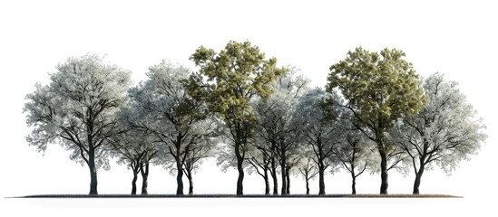 Wall Mural - Editing trees on a white background.