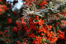 Close-up Of Pyracantha Or Firethorn Hedge Covered With Frost On Winter. Firethorn With Red Berries And Frost In The Garden
