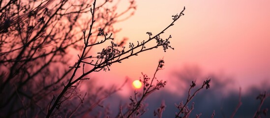 Wall Mural - Pink sunrise in a rural setting, with branches and a soft sky.