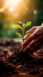 © stateronz - hands hold a small plant with green leaves and care for it in rich dark soil in sunlight. Caring for the environment. Planting and watering plants. Sustainable food. Buds. Growing organic produce