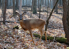 Whitetail Doe In Fall Woods