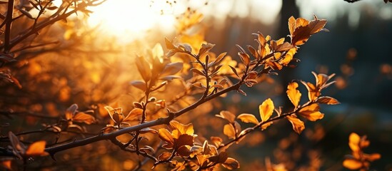 Sticker - Photo of a bush branch with yellow leaves against the setting sun.