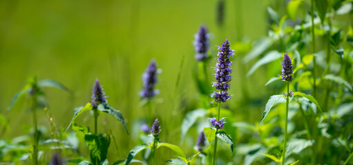 Wall Mural - Agastache foeniculum herb in the garden