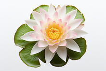 Isolated Water Lily, White Background , Coppy Space For Text, Top View