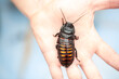 © Vera - Madagascar Hissing Cockroach. A cockroach sits on a man's hand close-up. Exotic pet, tropical insect.
