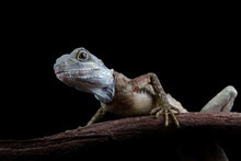 Close-up Of A Hypsilurus Magnus Forest Dragon Lizard, Sitting On A Branch In The Dark
