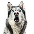 マラミュート犬の驚いた顔(白背景,背景無し,切り抜き)