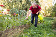 © caftor - Elderly gardener spraying plants with chemicals in backyard garden