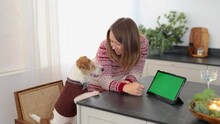 A Dog In A Brown Sweater And A Girl Are Sitting At A Table With A Tablet And Candles. Jack Russell Terrier Looks At The Screen With Chromakey. New Year's Greetings. Christmas Holiday Concept