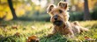 Terrier dog on grass with wiry hair