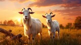 Fototapeta  - herd of cute goat in farm field at sunset, farmland animals