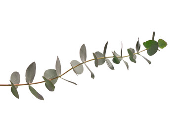 Wall Mural - Eucalyptus sprig isolated on a white background.