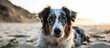 Gorgeous Australian dog on a sandy beach and ranch, with a close-up portrait.