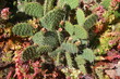 kaktus opuncja nad rojnikiem Monika