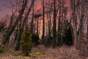 Canvas Print - Mysterious old forest at sunset