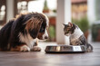 Dog and cat eating together in the kitchen