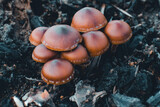 Fototapeta  - Mushroom Caps