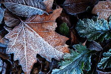 Frost-covered leaves on a cold winter morning