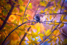 A Lone House Sparrow Perches On A Thin Branch Amidst Vibrant Autumn Leaves, Offering A Glimpse Of Nature's Simplicity And Beauty