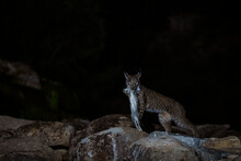 A Proficient Iberian Lynx Carries Its Catch Across The Rocks At Night, Exemplifying The Survival Skills Of This Elusive Predator