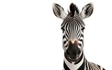 Fototapeta Konie - Zebra Majesty On Isolated Background