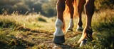 Fototapeta  - Horse leg issues, including hoof diseases.