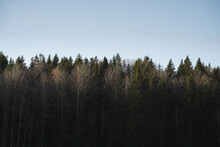 Cluster of tall pine trees growing in national park forest against blue sky