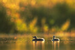 Two grebe chicks bask in the warm glow of the setting sun, floating peacefully on a still water surface that reflects the golden hour light