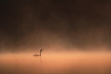 Great Crested Grebe Silhouette Against A Soft Orange Glow During Morning Mist As It Arches Its Neck Gracefully