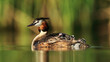 A great crested grebe with its young nestled on its back, peacefully floating on a calm lake with reeds in the background