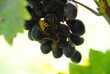 Szerszeń i winogrona