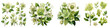 Green hellebore flowers buds and leaves Hyperrealistic Highly Detailed Isolated On Transparent Background Png File