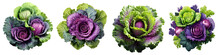 Ornamental Kale In Green And Purple Colors Hyperrealistic Highly Detailed Isolated On Transparent Background Png File