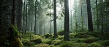 Finnish Evergreen Forests Symbolize Peaceful Ecology, Conservation.