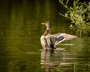 Wall Mural - duck in the water