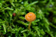 Trujące grzyby w lesie. Galerina jako przykład jednego z toksycznych grzybów rosnący  w mchach.
