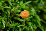 Fototapeta Niebo - Trujące grzyby w lesie. Galerina jako przykład jednego z toksycznych grzybów rosnący  w mchach.